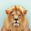 User-img