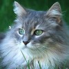 User-img